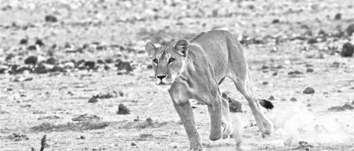 Derek Dames Safari
